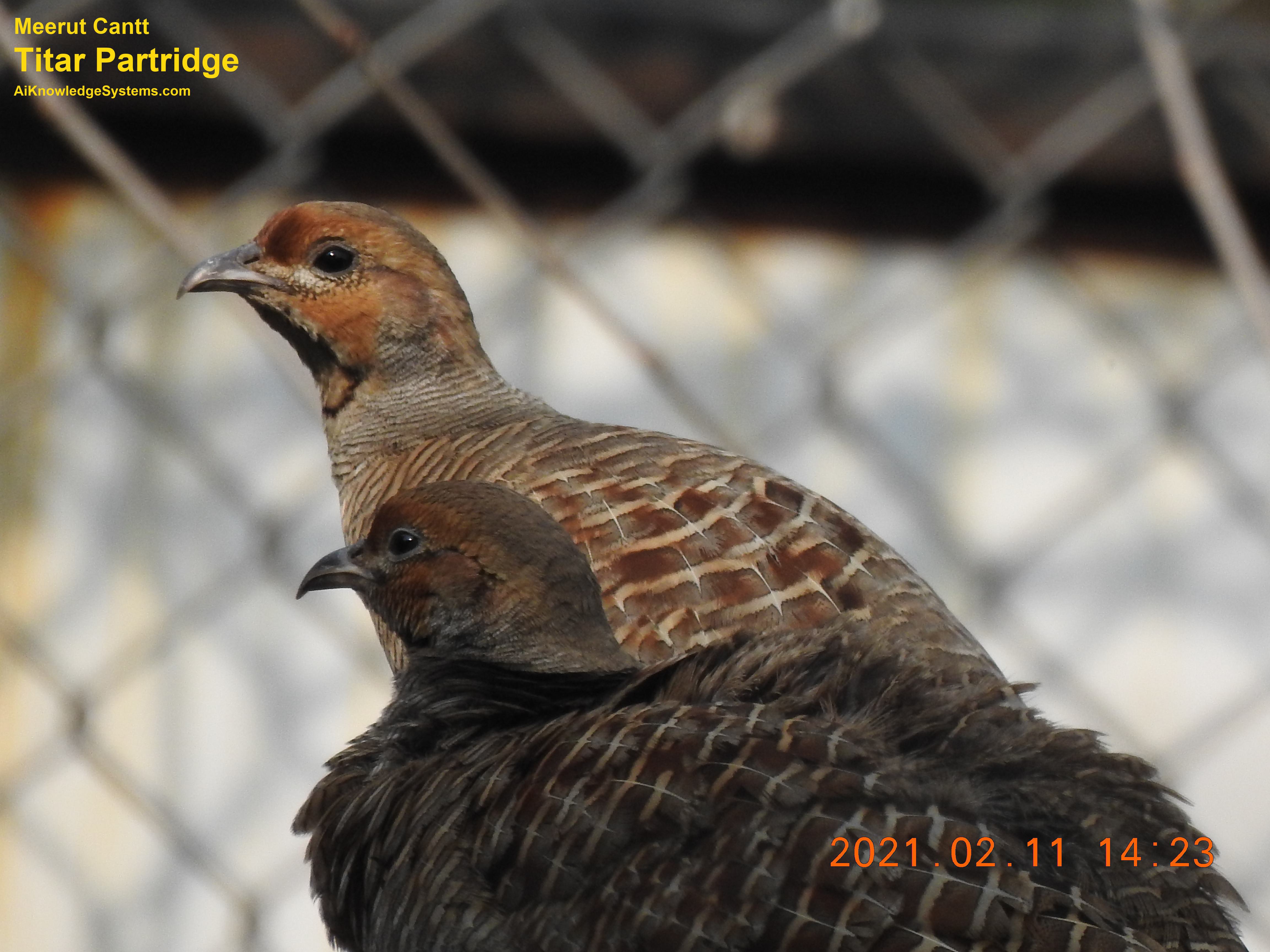 Titar Partridge (54) Coming Soon